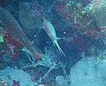 Holocentrus rufus - longspine squirrelfish - Bay of Pigs - Cuba.jpg