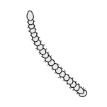 Insect-antenna moniliform.svg