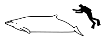 Diagram showing a whale and scuba diver from the side: the whale is about twice as long as the human