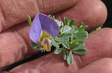 Lotononis galpinii.jpg