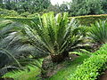 Encephalartos paucidentatus furnas 2015 (01).jpg