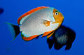 Genicanthus personatus NOAA.jpg
