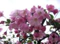 Malus halliana2.jpg