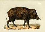 Recherches pour servir à l'histoire naturelle des mammifères (Pl. 80) (6947132294).jpg