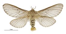 Cladoxycanus minos female.jpg
