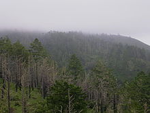 Point Reyes burned forest.jpg