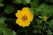 Ranunculus eschscholtzii 7550.JPG