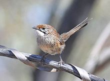 Striated Grasswren Scotia Station NSW Dan Eyles.jpg