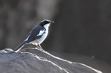 Xenocopsychus ansorgei, Sebraberge, 2014, b, T Hohls.jpg