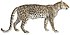 Felis pardus - 1818-1842 - Print - Iconographia Zoologica - Special Collections University of Amsterdam - (white background).jpg