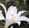 Lilium nobilissimum.jpg
