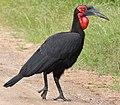 Southern Ground Hornbill (Bucorvus leadbeateri) male (12714625605), crop.jpg