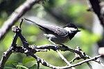Mexican Chickadee (18189229812).jpg