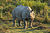 Rhinoceros unicornis, Kaziranga (2006).jpg