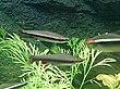 Nannostomus-beckfordi.jpg