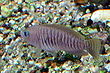 Neolamprologus multifasciatus 2.jpg