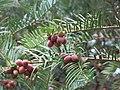 Arboretum de Bagnoles - Cephalotaxus fortunei (fruits et feuillage).jpg