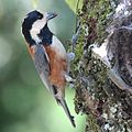 Poecile varius on tree 2.jpg