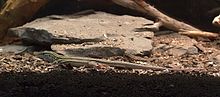 DesertGrasslandWhiptail.jpg