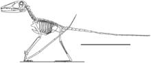 Preondactylus.png
