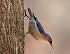 Velvet-fronted Nuthatch, Ganeshgudi, 26 FEB 2016, Vimal Rajyaguru,1 (cropped 2).jpg