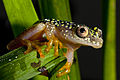 Heterixalus alboguttatus 2.jpg