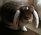 German Big Lop.jpg