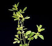 Lotus pedunculatus3 ies.jpg