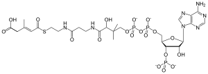 3-methylglutaconyl coenzyme A.svg