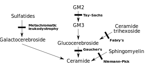 Inborn errors of metabolism.svg
