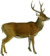The deer of all lands (1898) Moluccan rusa white background.png