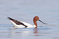 Recurvirostra novaehollandiae - Lake Joondalup.jpg