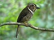 Short-legged Ground-roller, Masoala National Park, Madagascar.jpg