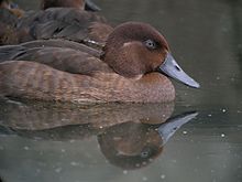 Madagascar Pochard, Captive Breeding Program, Madagascar 4.jpg