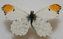 Male Falcate Orangetip Megan McCarty15.jpg