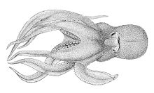 Pteroctopus hoylei.jpg