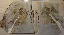 Sinobaatar-Paleozoological Museum of China.jpg