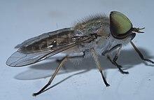 Tabanus P1610534a.jpg