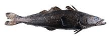 Toothfish.jpg