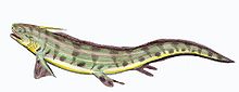 Triodus1db.jpg