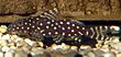 Synodontis angelica.jpg