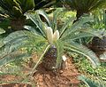 Encephalartos lanatus, vier manlike keëls, Manie van der Schijff BT, a.jpg