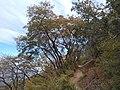 Sendero El Peumo.jpg