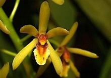 Cymbidium suave Orchi 2012-09-21 137.jpg