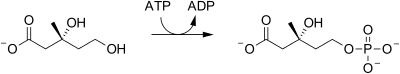 Mevalonate kinase reaction.svg
