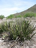 Hesperaloe (Agavaceae) Hesperaloe chiangii fh 0644 MEX A.jpg