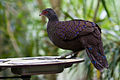 Polyplectron germaini -Diergaarde Blijdorp-8.jpg