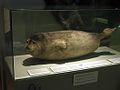 Pusa hispida saimensis at the Finnish Museum of Natural History 20110824.jpg