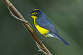 Spectacled Redstart - South Ecuador S4E2317 (22445778463).jpg