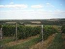 Ilocki vinogradi - panoramio.jpg